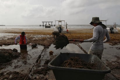 La Red de Monitoreo del Sargazo Cancún informó que la próxima semana se espera el arribo de sargazo a las costas de Quintana Roo, que afectará principalmente la línea litoral de los 260 kilómetros de costa entre Tulum y Xcalak, en la parte sur, frontera con Belice. (EFE)