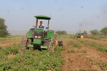 El alcalde de Tlahualilo, Sergio Nevárez, estima que la pérdida es de 20 mil pesos por hectárea de melón sembrado. (EL SIGLO DE TORREÓN)