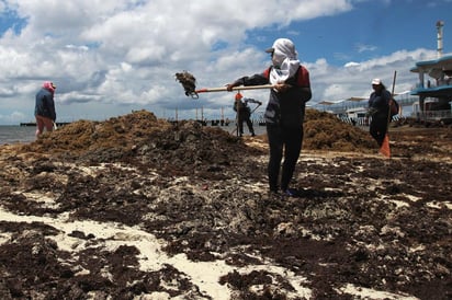 El Encuentro de Alto Nivel para la Atención del Sargazo en el Gran Caribe representa una oportunidad regional para comprender ese fenómeno, afirmó el titular de la Secretaría de Ecología y Medio Ambiente (SEMA) de Quintana Roo, Alfredo Arellano Guillermo. (ARCHIVO)