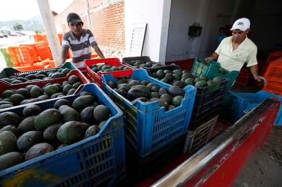 Caro.- Actualmente el precio del kilo de aguacate es de 80 a 120 pesos, depende de dónde se compre. Ha disminuido su consumo. (ARCHIVO)