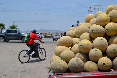 Productor de melón denuncia que operativo 'ahuyenta' a los compradores de otras ciudades. (ESPECIAL) (EL SIGLO DE TORREÓN/MARY VÁZQUEZ)