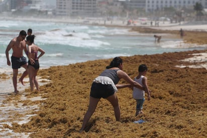 Al día de hoy, se conoce que a través de la plataforma se podrá ofrecer información como intensidad del viento, lo que permite ofrecer el tiempo de llegada, cantidad de sargazo por llegar y puntos de arribo. (ARCHIVO)
