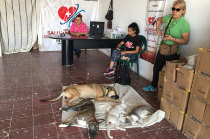 Se realiza la primera campaña de esterilización en machos. (EL SIGLO DE TORREÓN/GUADALUPE MIRANDA)