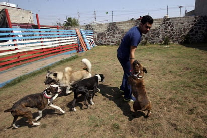 Las mascotas forman parte de nuestra familia. (ARCHIVO)