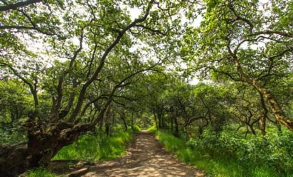 Bosque de Tlalpan en la Ciudad de México. (ESPECIAL)