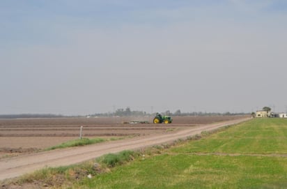 Preocupa pérdida de rendimiento en los cultivos durante el presente ciclo agrícola en la Comarca. (EL SIGLO DE TORREÓN)