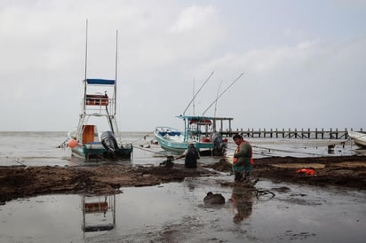 El experto de la Universidad del Valle de México explicó que el cambio de temperatura en los mares y el desagüe de aguas negras en el Caribe mexicano son, entre otros, factores que inciden en el arribo y aumento del sargazo a playas mexicanas, porque necesitan nutrientes. (ARCHIVO)