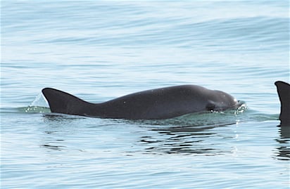 La vaquita marina se considera como parte del Valor Universal Excepcional de bienes irremplazables. (ARCHIVO)