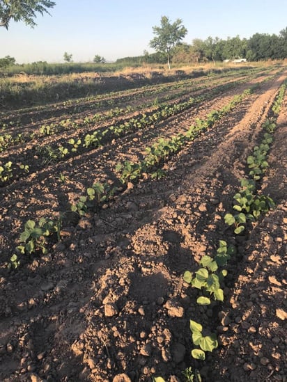 El objetivo es generar sistemas públicos de información que contribuyan a alcanzar la seguridad alimentaria. (EL SIGLO DE TORREÓN)