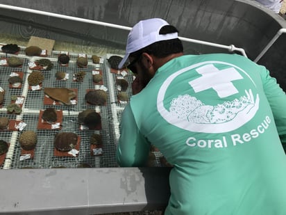 Fueron extraídos del mar para depositarlos en tanques y salvarlos de la exposición a una enfermedad bacterial. (EFE)