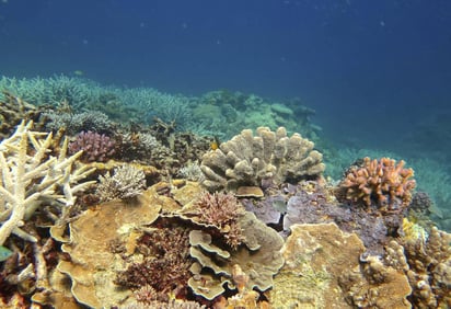 Se ha blanqueado por el aumento de las temperaturas y la acidez de los mares. (ARCHIVO)