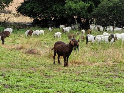 Parecen distinguir cambios emocionales sutiles en los balidos de otras cabras y su ritmo cardíaco también varía si esos gritos son positivos o negativos. (ARCHIVO)