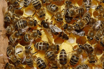 Los insectos atacaron a los tres habitantes del lugar, dos mujeres y un hombre, pero la señora de la tercera edad no logró ocultarse y se cayó a la entrada de su casa, donde recibió cientos de picaduras, lo que le provocó la muerte. (ARCHIVO)
