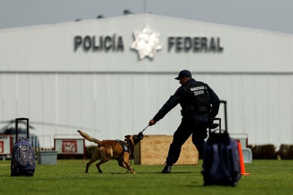 Pese al entrenamiento y labor que tuvieron, los perros pueden convivir como cualquier otra mascota. (ARCHIVO)