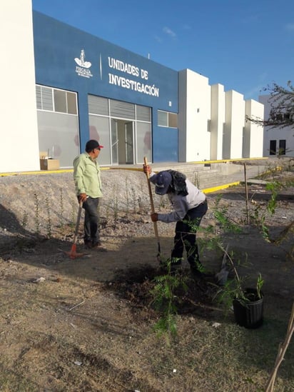 La reforestación se llevó a cabo en un periodo de tres semanas. (ANGÉLICA SANDOVAL)