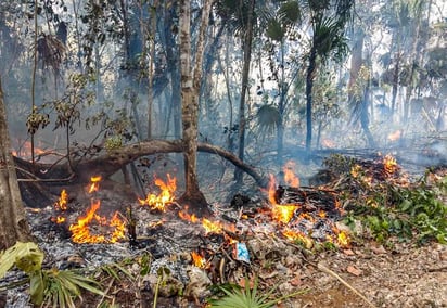 Han destruido cerca de 5,000 hectáreas en lo que va del año. (ARCHIVO)