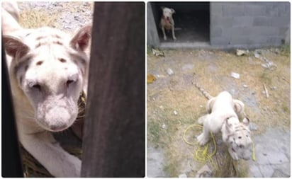 Tanto el tigre como el pitbull se encontraban tranquilos, aunque a simple vista era notorio que tenían días sin comer.
