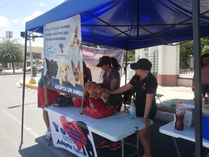 Yo Adopto es la campaña con la que Control Canino del municipio busca brindar la adopción de canes a dueños responsables. (ARCHIVO)