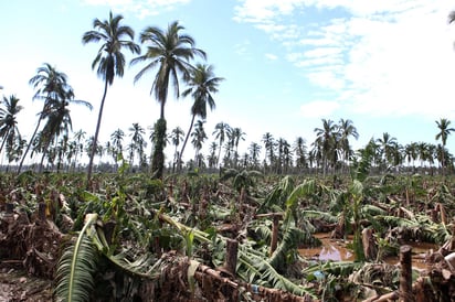 La Organización Mundial de la Salud señaló que el cambio climático está contribuyendo al incremento de enfermedades. (ARCHIVO)