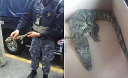 Reportaron la presencia de 'un animal peligroso' en la vía pública. (EL UNIVERSAL)