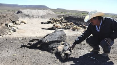 Aunque la situación no ha llegado a niveles como en el 2011 y 2012, ya la muerte de ganado empieza a crecer. (EL SIGLO DE TORREÓN)