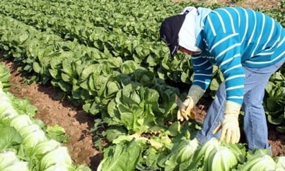 Entre los rubros a atender se encuentran el promover la gastronomía y los productos emblemáticos de México en los países árabes, por lo que el próximo mundial de futbol será clave. (ARCHIVO)