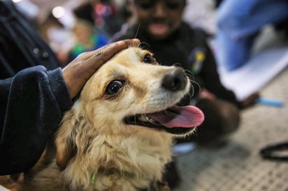 Permitir que perros y gatos laman nuestro rostro o boca es una práctica común que puede implicar riesgos para la salud. (ARCHIVO)