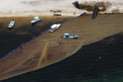 La Secretaría de Marina-Armada de México (Semar) descartó la concentración anormal de contaminantes en el sargazo que se ubica en el Caribe mexicano y del estado de Quintana Roo. (EFE)