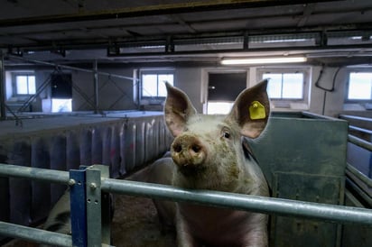 El elevado consumo de carne que estimula en muchos casos la expansión del sector agropecuario. (ARCHIVO)