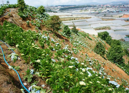 Las plantas del planeta podrían adaptarse a las mayores concentraciones atmosféricas de dióxido de carbono que se esperan para el futuro y llegar a almacenar el equivalente a seis años de emisiones de combustibles fósiles. (ARCHIVO)
