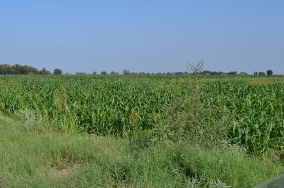 Lorenzo Ponce, regidor de Lerdo, dice que los productores del sector agropecuario atraviesan por una situación complicada. (EL SIGLO DE TORREÓN)