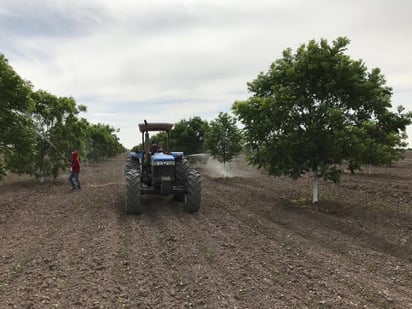 La Sader indicó que en el periodo enero a junio de 2019 se presentó un alza en las exportaciones del sector agropecuario y pesquero y una reducción en sus importaciones. (AGENCIAS)