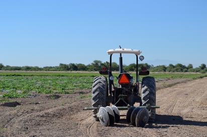 Con la liberación de crisopas en el campo de la Comarca Lagunera, se evitará la aplicación de químicos contra las plagas. (EL SIGLO DE TORREÓN)