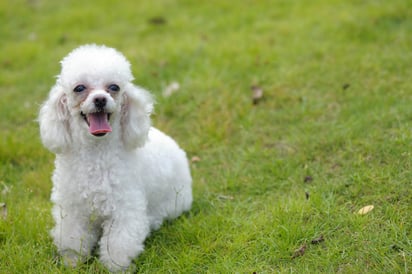 Los Poodle son perros guardianes, y pueden morder si son tomados por sorpresa e incluso si sienten que se están burlando de él. (ARCHIVO)