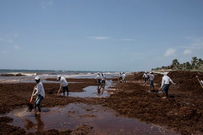 La Secretaría de Marina (Semar) construye desde junio pasado cuatro embarcaciones sargaceras en el puerto de Coatzacoalcos, para llevar a cabo el monitoreo, contención y destino final de esta alga que afecta las playas de la Riviera Maya, que abarca siete municipios de Quintana Roo. (ARCHIVO)