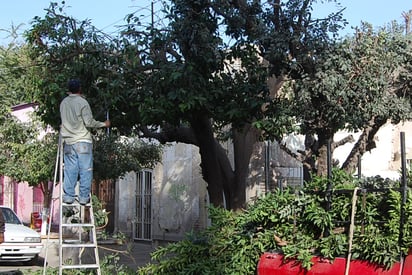 Para realizar la poda de un árbol, se debe pedir un permiso a la dirección de Medio Ambiente, quienes verificarán si es necesaria. (EL SIGLO DE TORREÓN)