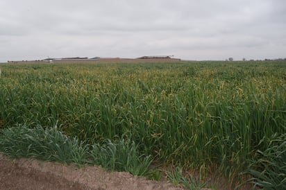 La semilla de avena forrajera que sustituirá al cultivo de frijol debido al atraso de lluvias en la región. (EL SIGLO DE TORREÓN)