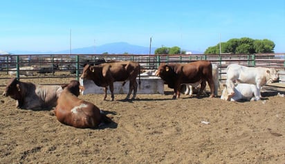 Este grave problema lo enfrentan campesinos, ejidatarios y pequeños propietarios rurales. (EL SIGLO COAHUILA)