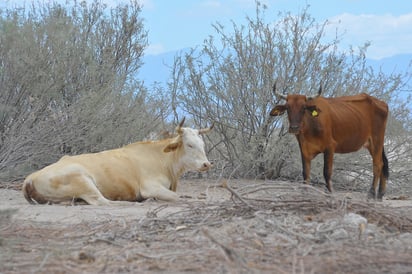 La sequía ha afectado gravemente al municipio de Tlahualilo, más de 550 animales mueren de sed. (EL SIGLO DE TORREÓN)