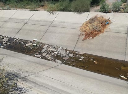 
Al fondo del canal de riego se pueden en encontrar animales muertos, escombro, comida, y todo tipo de basura que depositan algunos habitantes. (EL SIGLO)