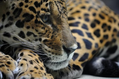 A raíz de una tarea escolar, Sofía Molina eligió colaborar en la salvaguarda de una de las especies con mayor riesgo de extinción: el jaguar. (ESPECIAL)