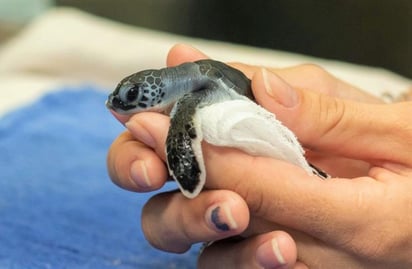 Las tortuguitas ahora tiene una oportunidad de entrar al mar pronto. (TWITTER)
