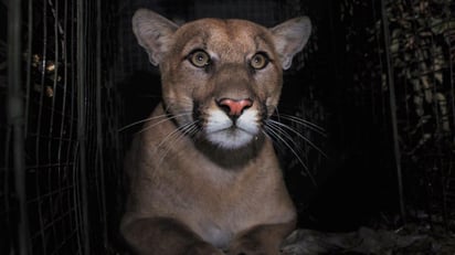 El felino de cuatro años, conocido como P-61, fue atropellado a las 4:00 de la madrugada del sábado en el área de Sepulveda Pass en la autopista Interestatal 405. (ESPECIAL)