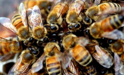 Protección Civil de Mazatlán dio a conocer que se logró retirar el enjambre de abejas de uno de los árboles que se ubican dentro de la escuela, donde se alojan los insectos los cuales por motivos que se desconocen atacaron a varios estudiantes. (EL UNIVERSAL)
