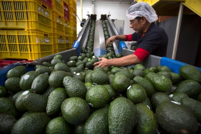 El aguacate es uno de los productos de mayor venta en el exterior.