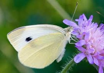 La mariposa blanquita de la col (Pieris rapae) supone un problema para todos los huertos del mundo y ahora un grupo de científicos, ayudados por ciudadanos, han reconstruido la expansión de esta especie en los últimos mil años. (ESPECIAL)