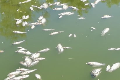 En redes sociales reportaron la muerte de gran número de peces. (EL SIGLO DE TORREÓN)