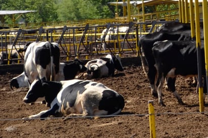 Coahuila y Durango producen el 42 % de leche en el país. (EL SIGLO DE TORREÓN)