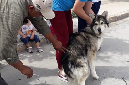 El Departamento de Prevención Social y Resguardo Canino efectuará una campaña de vacunación antirrábica gratuita. (EL SIGLO DE TORREÓN) 