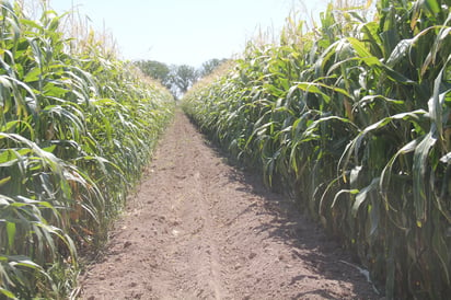 La Facultad de Agricultura y Zootecnia de la UJED busca crear biofertilizante a base de nopal. (EL SIGLO DE TORREÓN)